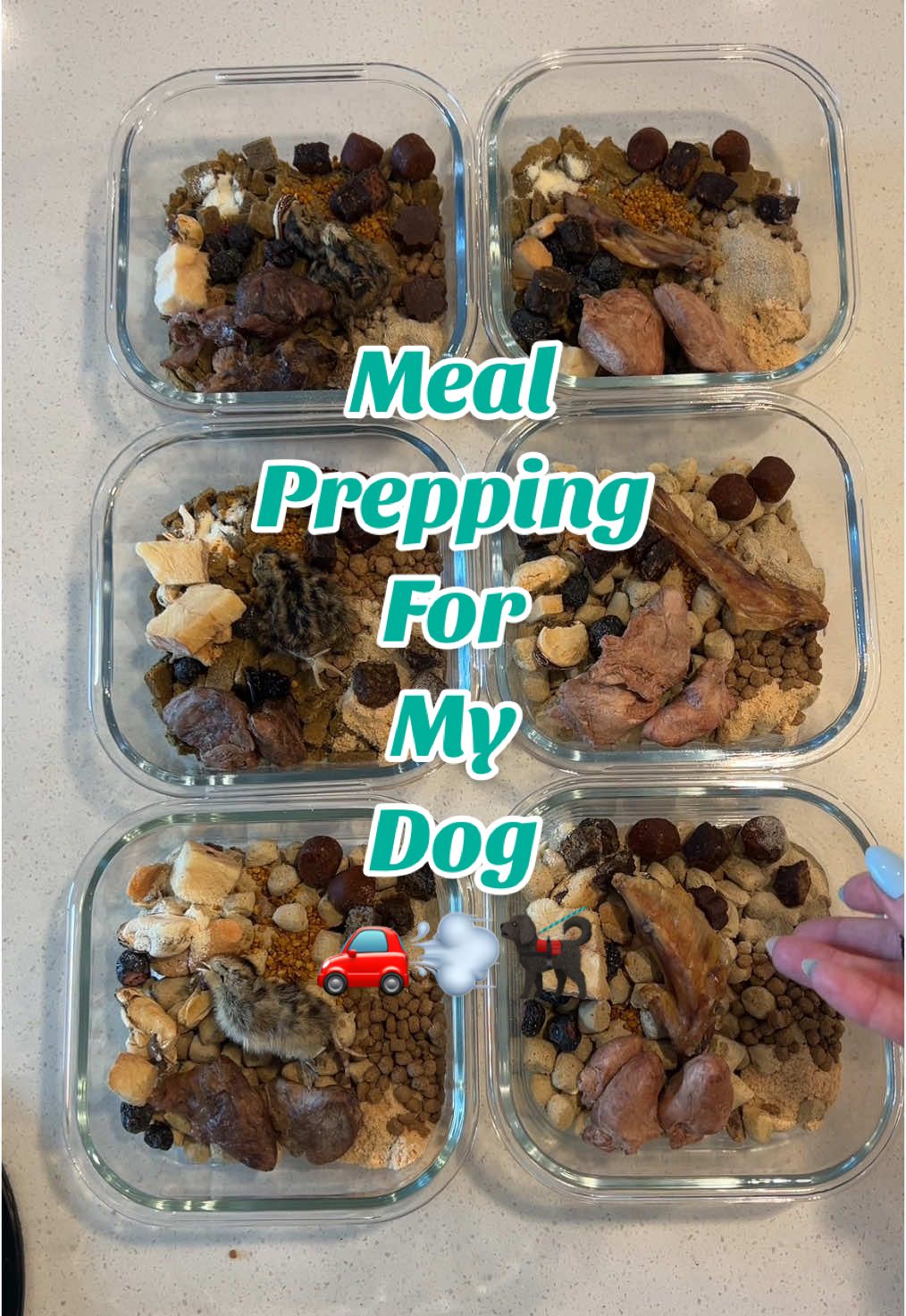 Graduation here we come 🚗💨🐕‍🦺 #mealprep #dogmom #dogmealprep #dogfood #dognutrition #roadtrip 