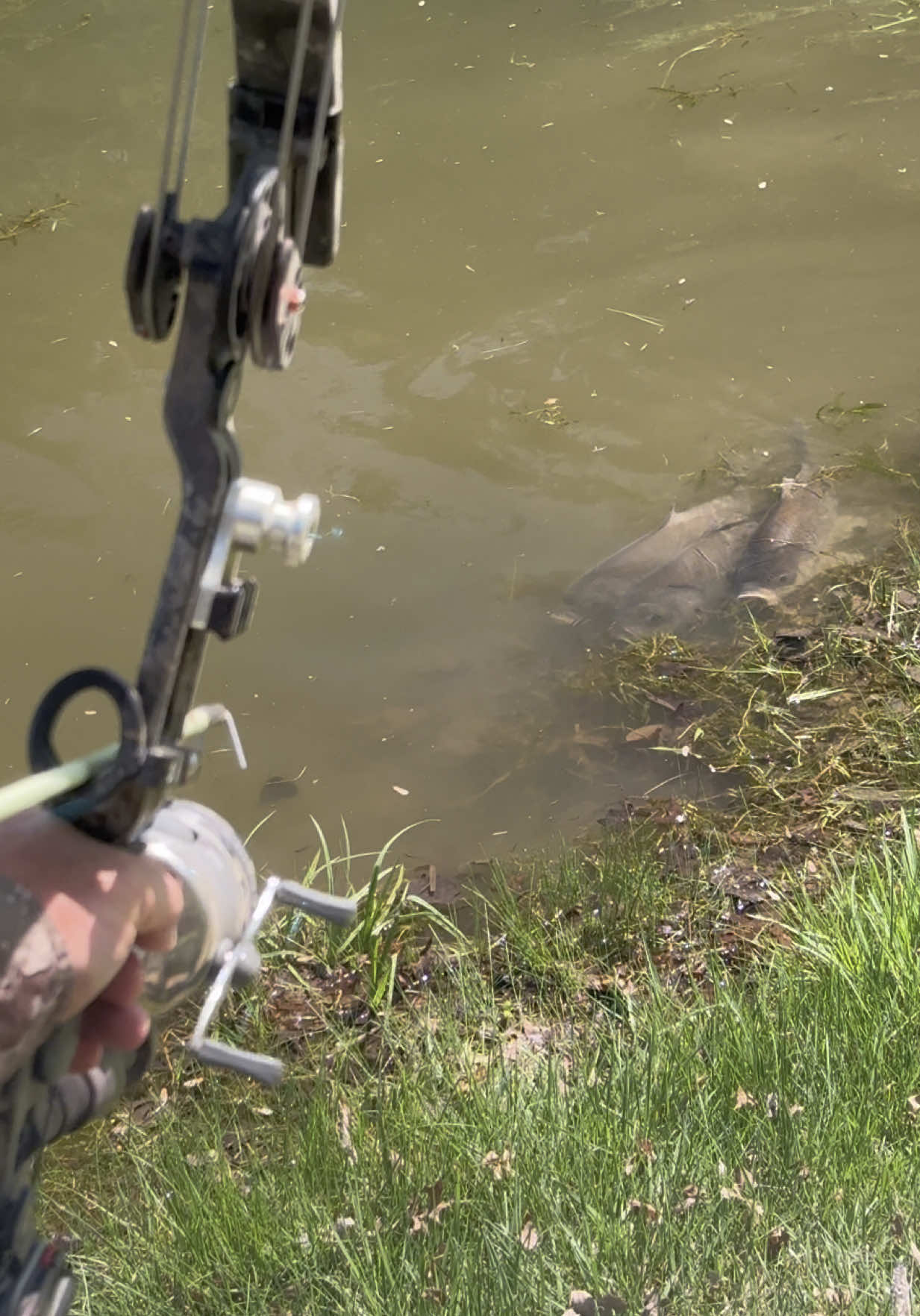 #feedingtime #bowfishing #oneidaeaglebows #fishtok #fishing #bowfish #