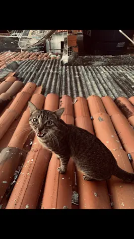 Live Photo liberada! Se pegar comete pg #livephoto #fy 