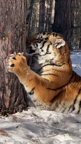 Tiger Sharpening Its Claws in the Snow: Nature's Raw Power! There’s something mesmerizing about watching a tiger sharpen its claws against a sturdy tree, especially with a backdrop of pure white snow. The contrast of its fiery orange fur against the winter landscape makes the scene even more powerful. Those claws aren’t just for show—they’re tools for survival, finely honed and ready for action. Nature at its most majestic and raw! #TigerInTheSnow #WildAndMajestic #NaturePower #WinterWildlife #BigCats #PredatorInstinct #SurvivalSkills #SharpeningClaws #MajesticTiger