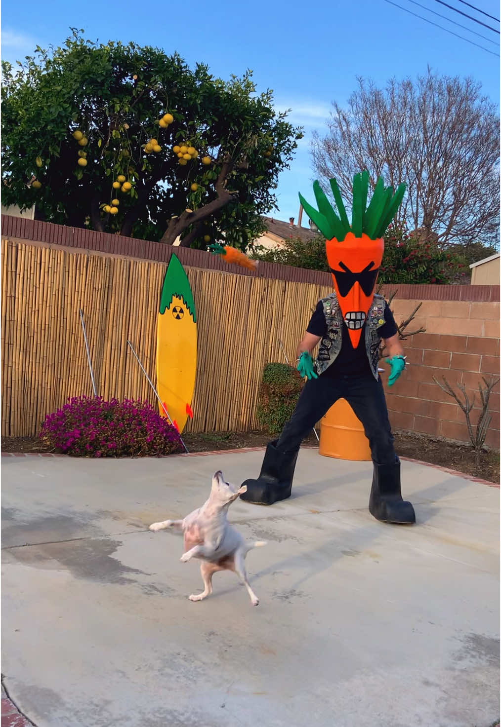 Carrot Topp plays with Buffy‼️ #buffythedog #rockinrobinsdog #rockintopp @Carrot Topp 