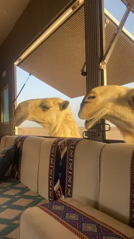 #اذكروا_الله #البل #الوضح #اكسبلور 