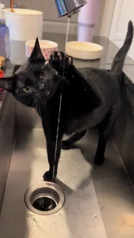 Luca scratches then sniffs the waties before getting in position #cat #cats #catsoftiktok #cattok #catlove #catlover #blackcat #fyp #voidcat 