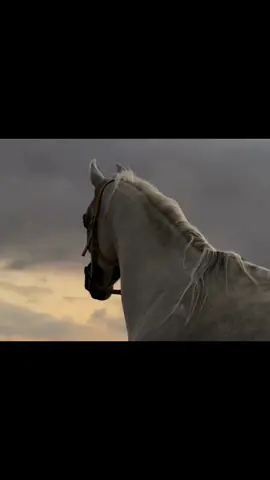 أَتَانِي كَطَيفَ بِحُلم سرابِ