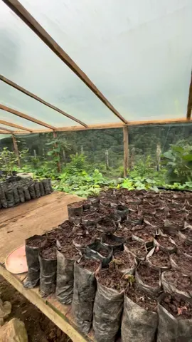 Greenhouse plants #offgrid #homestead #greenhouse #plants #doityourself Plantas de invernadero