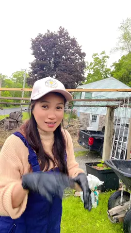 Magtanim tayo ang sayote #gardening101 #pinayinnewyork 