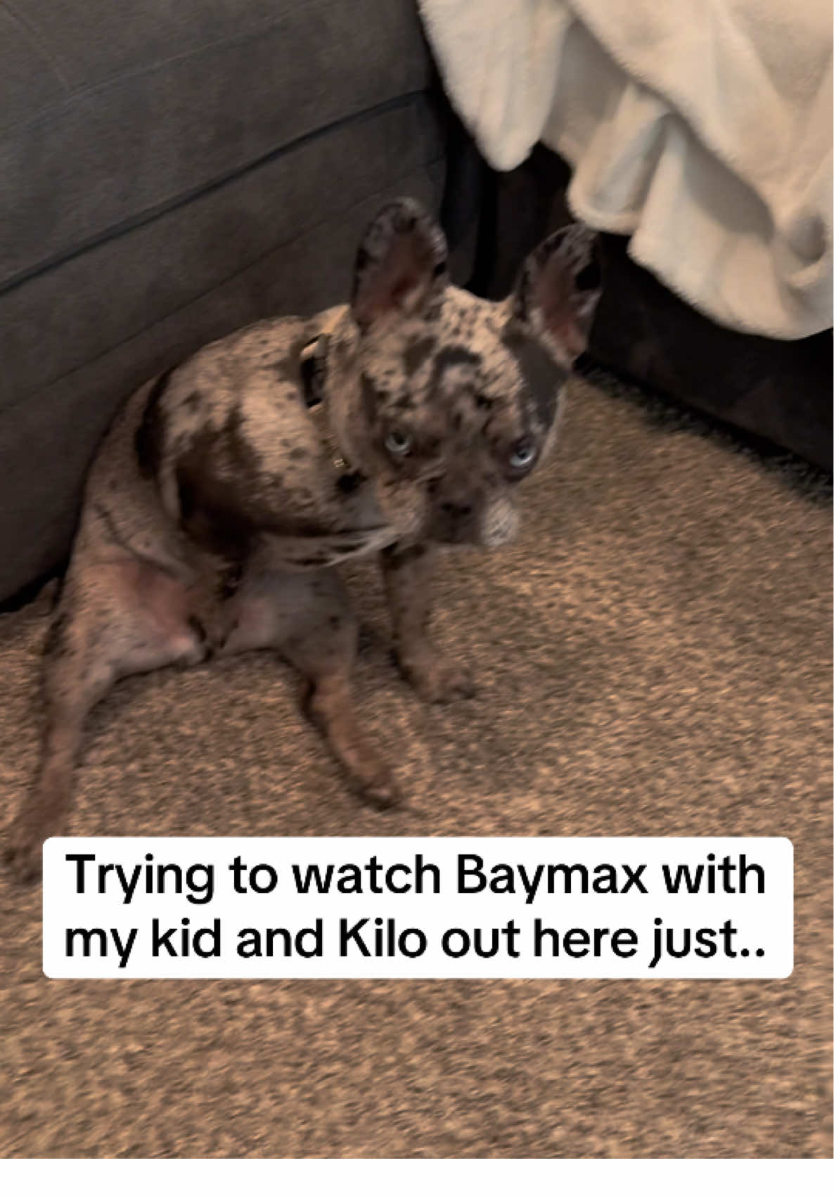 Weirdo. #funny #frenchie #comedy #fyp