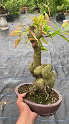 Gl gốc nhớt ép chậu để bàn#maivangphicuong #maivangmiennam #maivangmientay #xuhuớng #maivang #maivangbonsai #sieubongbinhloi 