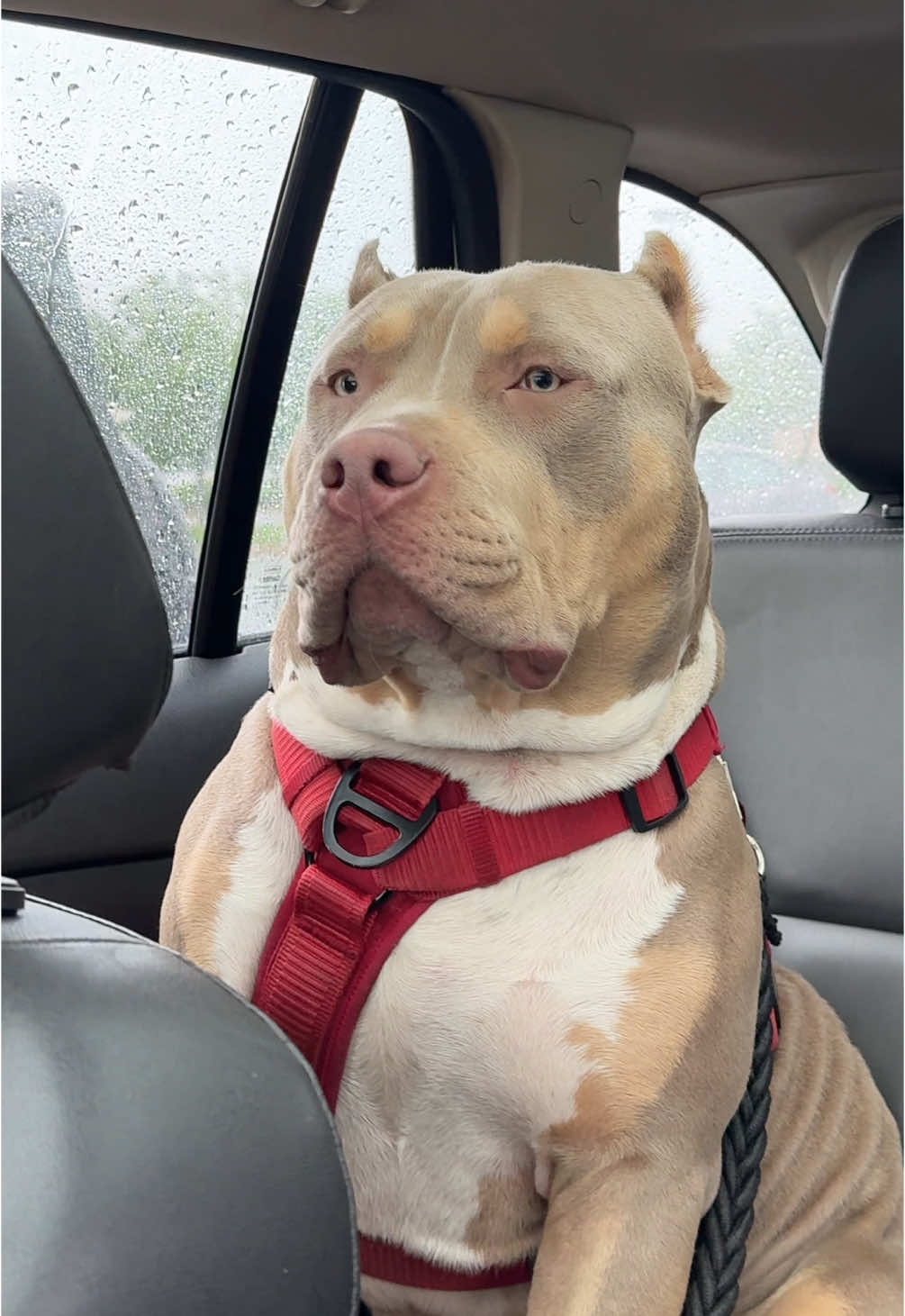 When you’re sleepy, it’s raining, and you just wanna stay home… but the boss says you still gotta clock in. Grizzly was NOT ready for the work day yesterday. He cried the whole ride like he had a 9-5! 🚨🥶❤️🚗🌧️☔️🌂 #americanbully #bullybreed #americanbully #americanbullypuppy #americanbullyxI #abkcworldwide  #bullylife #abkc #abkcstrong #xlbully #bullyworldwide #bullyworld  #RainyDayVibes #GrizzlyGoesToWork #BigBabyEnergy #nottodayboss #bullybully #abkc #abkcworldwide🌐 #doglovers #realdeal 