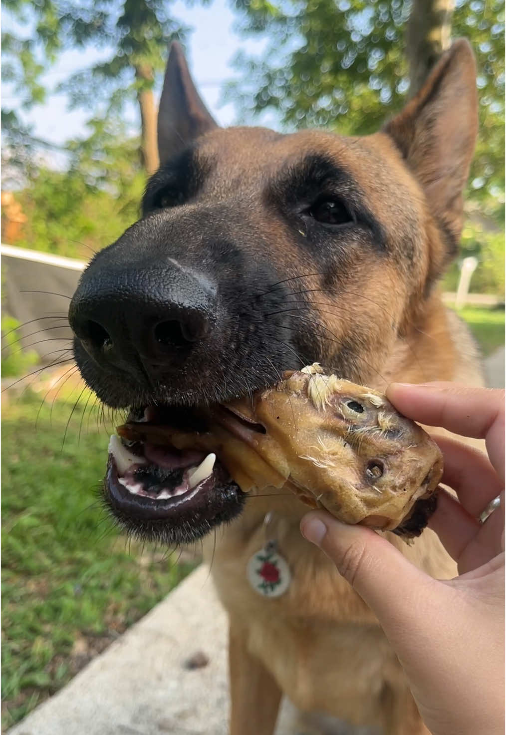 yea my fatty dogs definitely loved them & i recommend them so much !!! #fyp #germanshepherd #dogsoftiktok #xyzbca 