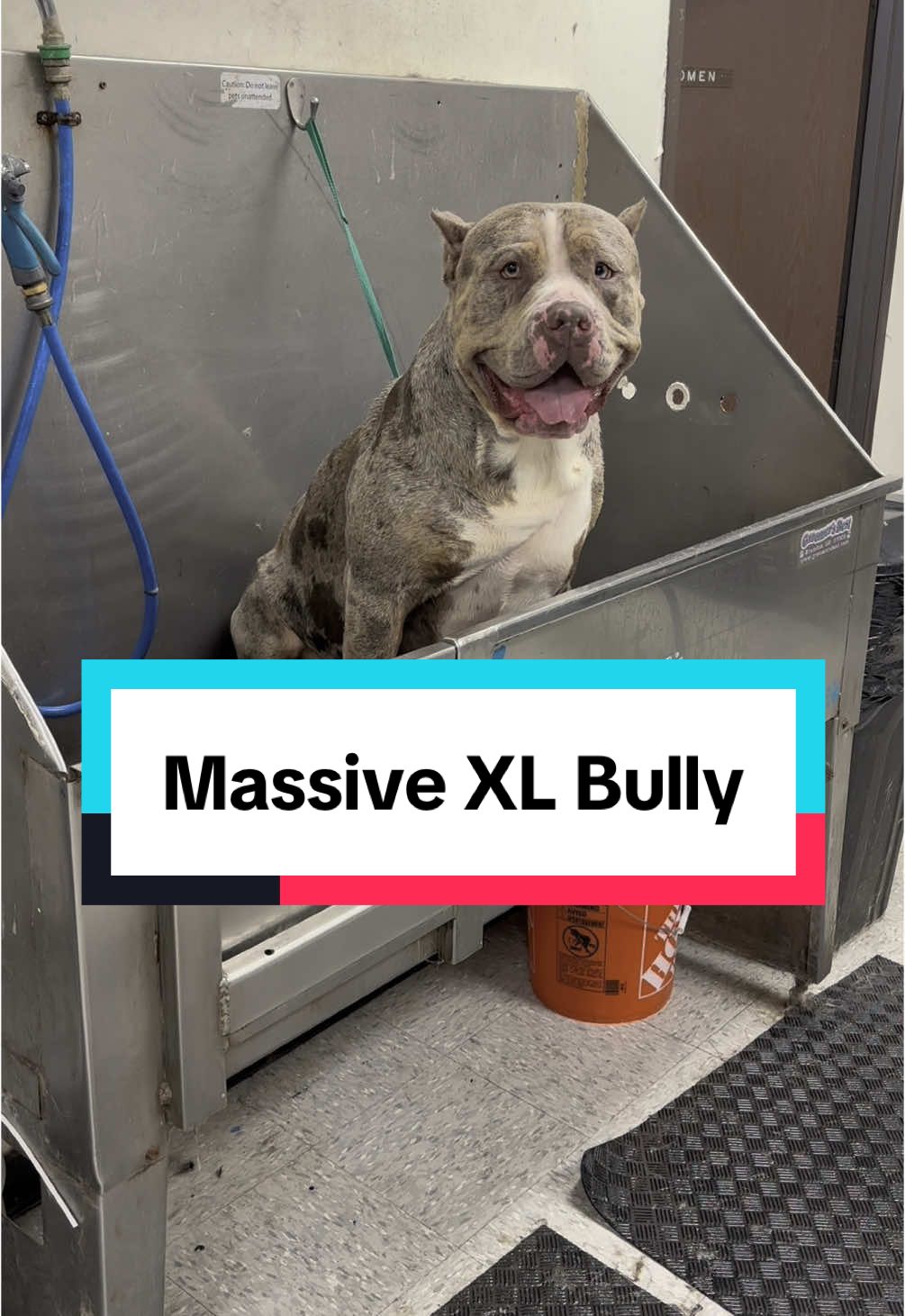 Massive XL Bully #americanbullyxl #americanbully #bullybreed #bullybreeds #bigdog #americanxlbully #doggrooming #dogbath 