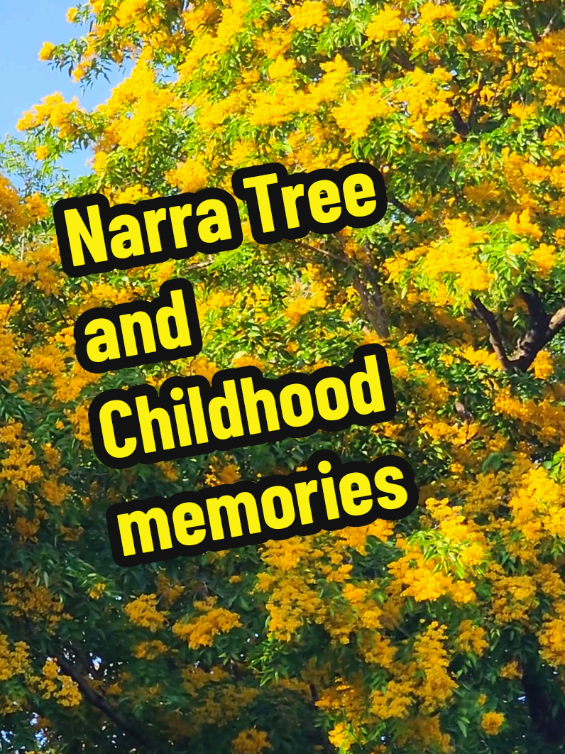 The scent of blooming narra. Sweet, warm, and utterly nostalgic. Each step under its canopy brings back a flood of memories. #BloomingNarraTree #NarraTree #PhilippineNationalTree #Nostalgic 