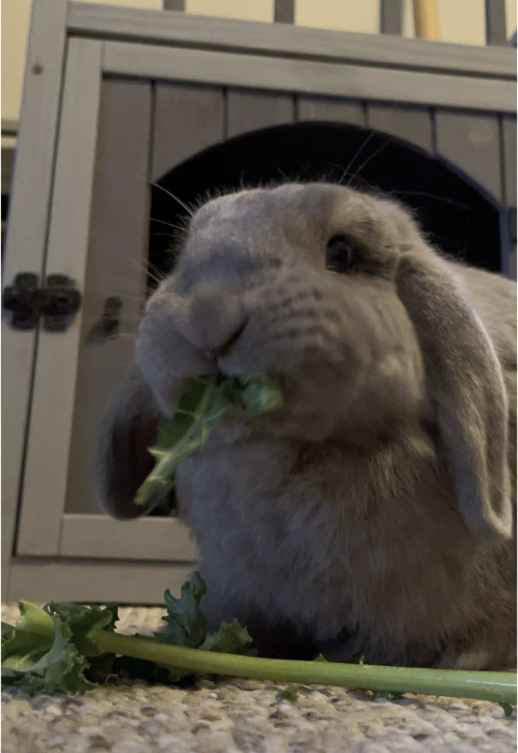 Kale for dinner 🙂‍↔️ #bluethegraybunny #bunnylife #PetsOfTikTok #hollandlop #binky #mylifebelike #eatwithme #asmrfood #asmreating