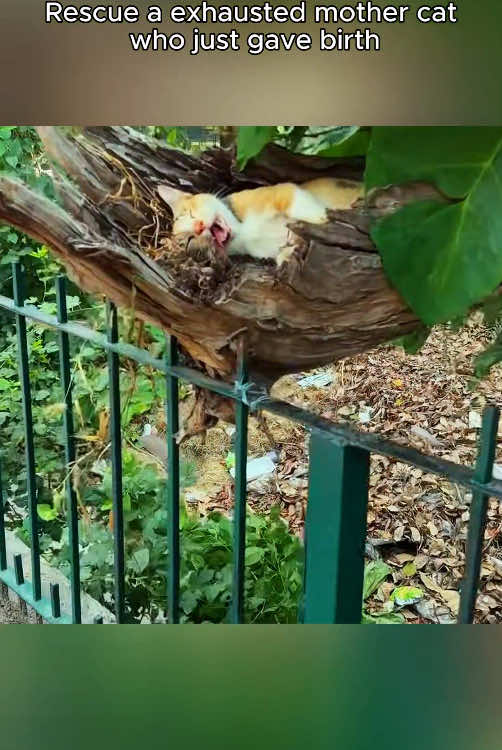 Rescue a family of cats #rescue #animals #rescueanimals #kitten #catsoftiktok #rescuecat 