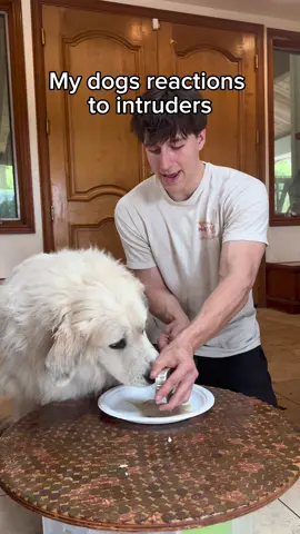 ARE YOU KIDDING ME CINNAMON?! He was cheering them on 😭🤣 #dogsoftiktok 