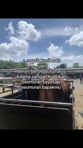 🤟🏻🤟🏻#peternakmuda #bosmuda #berkahlembu #sobatngaret #sapijumbo #bakulsapi 