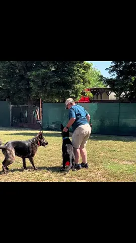 Dang dog gave us a heart attack! #dutchshepherd #fyp #goviral #jollyball @Unmei De Southernwind 🌶️ @springin_labs 