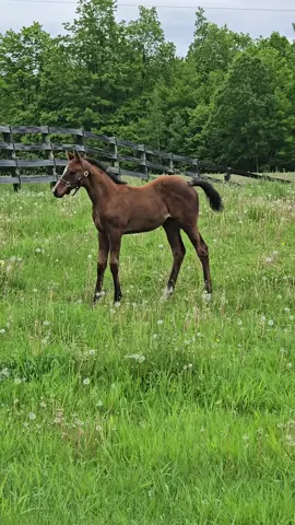 little slippery out there !  #foal #thoroughbredfoal #foalingseason2025 #foaling #foalsoftiktok 
