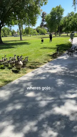 #gojo 