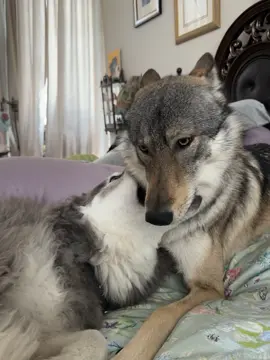 They’re back at it #❤️ #🐺 