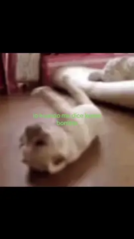 #paratii #fyp #chile #dedicar   