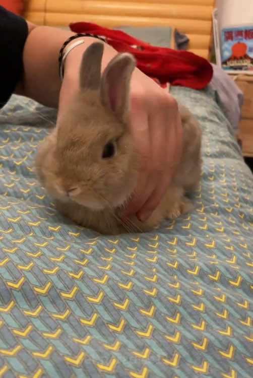 Rabbits are the cutest animals.🥰🥰#rabbit #rabbitsoftiktok #rabbits #funny #cute #bunny 