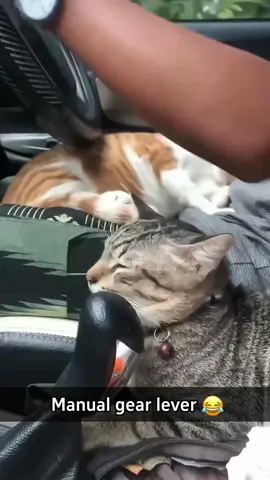 The multiple uses of cats #funny #funnyvideos #cat #animals #pets #fyp #fouryou #animalsoftiktok #cute 