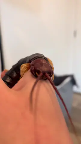 Imagine hating on Nellie when shes just like zipzipzip zip zip #haters #scolopendra #centipede #scolopendraspwhitelegs #venomous #alien #zipzipzepzep👽👽 