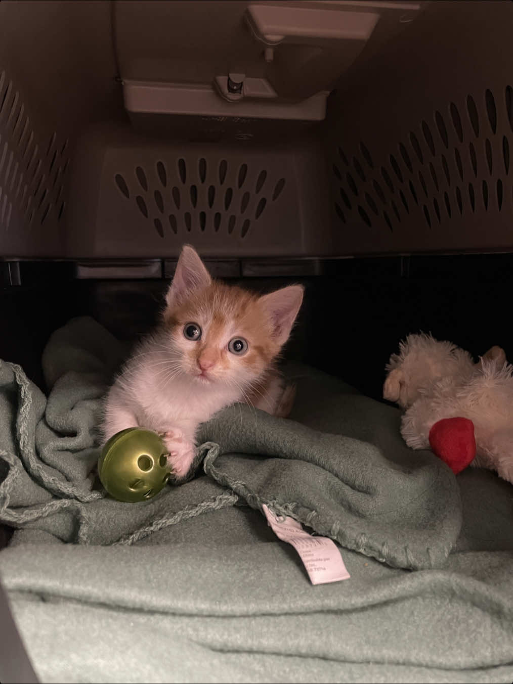 chester meet everyone!!!  