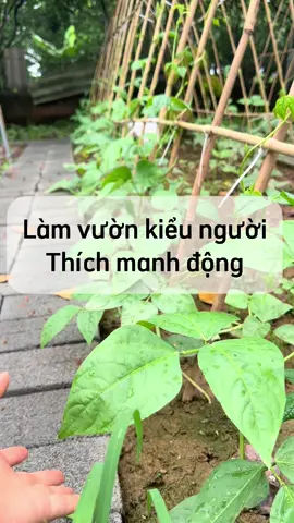 45 ngày từ vườn tạp đến vườn xanh. Từ những hạt giống, cây mầm đầu tiên, đến ngày sắp thu hoạch bữa rau đầu tiên tự trồng rồi các chị ạ! Hồi hộp quá #bophoveque #lamvuon #trongrau #kinhnghiemlamvuon #lamvuonvuive 