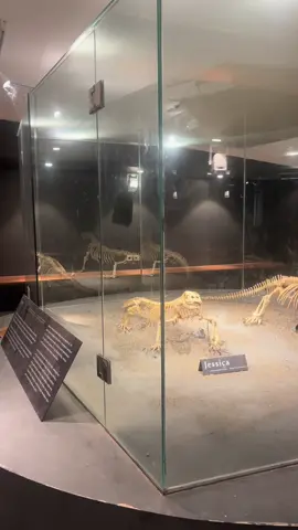 Yuk absen siapa yang sudah pernah berkunjung kesini,,, #komodo #rincaisland #museumkomodo #labuanbajo #nttpride🏝🔥 #pesonaindonesia 