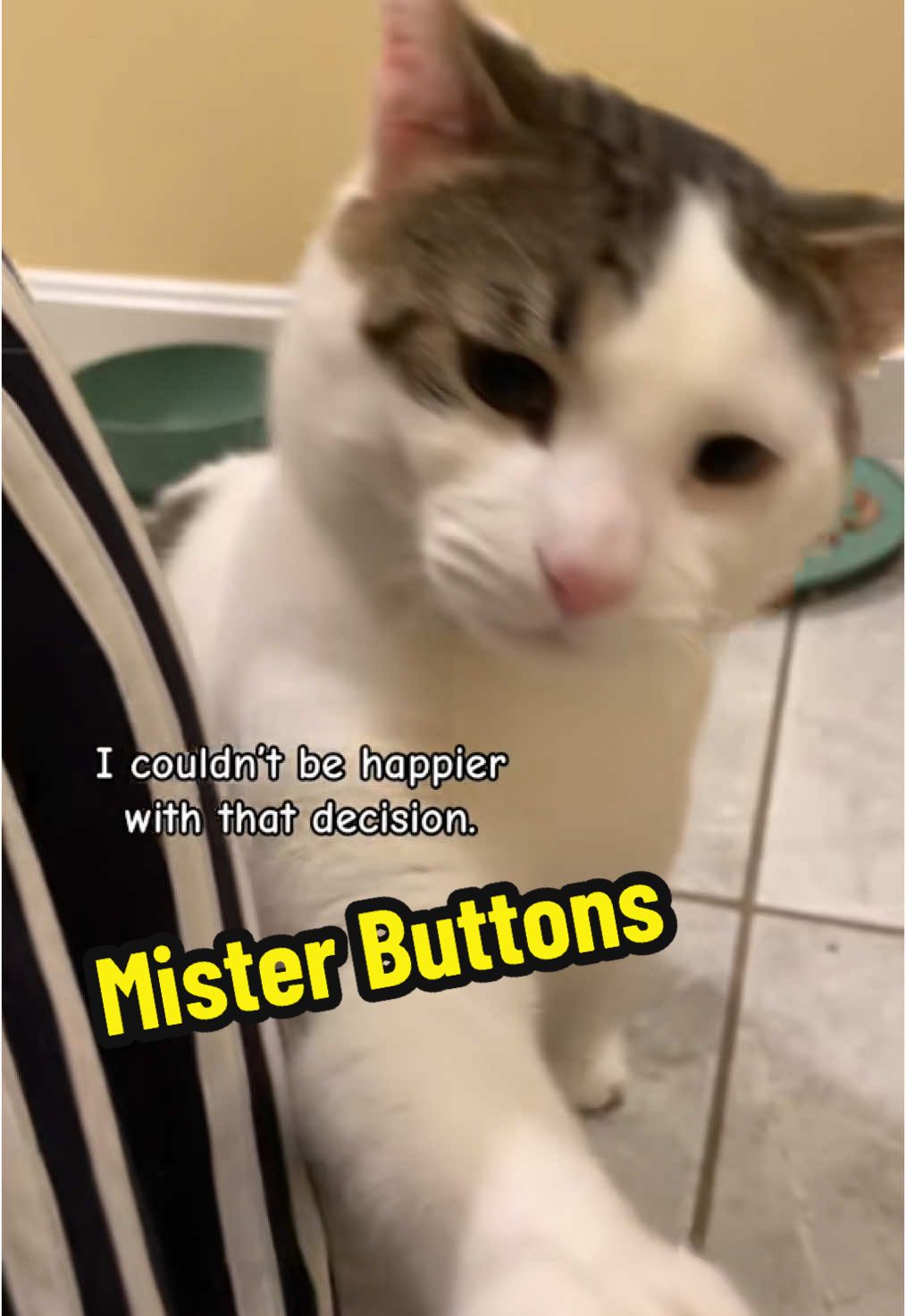#onthisday In Memory of Mister Buttons. #misterbuttonsthecat #gonetoosoon #petloss #cats #felv #felvcat #biteycat #catfamily #catsoftiktok #nokillnation #arewehomeyet #catsanctuary #catrescuer #sheltercat #foreverhome #cattok #inmemory #specialneedscat 