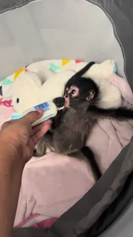 #monkeys #fyppppppppppppppppppppppp #fypシ゚viral #exoticpets #monkeylover #exoticpets #houstontx #babyspidermonkey 