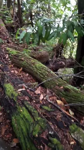 Momento Mágico en Huilo Huilo ✨️😻 Tuve la fortuna de observar, por primera vez y con mis propios ojos, a un Gato Güiña (Leopardus guigna), uno de los felinos salvajes más pequeños y esquivos del mundo 🐈  Estábamos haciendo terreno para nuevas rutas y experiencias en Panguipulli y los alrededores, cuando vimos algo pasar rápido y para nuestra suerte y tremenda sopresa era este maravillosa/o cachorro Gato Güin̈a 😻🥹 Fue un encuentro totalmente INESPERADO! Los Gatos Güiñas miden hasta 45 cms de longitud y 20 cm de cola. Pesan entre 2 y 2.5 kilos. Es un cazador nocturno de hábitos arborícolas, caza roedores, marsupiales, perdices, palomas e insectos. Habita desde Coquimbo - Aysén, isla de Chiloé y Guaitecas, se encuentra desde el nivel del mar hasta el límite de la vegetación. Abunda especialmente en bosques esclerófilos templados mixtos, como la selva valdiviana. Actualmente se encuentran bajo una gran amenaza en Chile y este avistamiento fue un regalo inesperado y profundamente conmovedor, que me conecta aún más con la misión de proteger y visibilizar nuestra biodiversidad. 📽 Registro personal, momento único. Mayo 2024 📍Reserva Biológica Huilo Huilo. 📹 @isisup #gato #cat #surdechile #paratiiiiiiiiiiiiiiiiiiiiiiiiiiiiiii #nature 