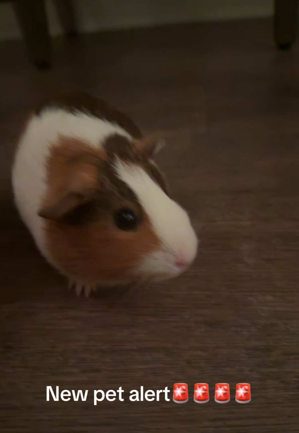 New addition to 307🔥#guineapig 