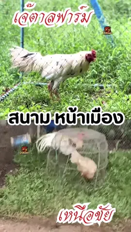 #ไก่เดือยทอง #สนามหน้าเมือง #ไก่เดือย #ไก่เดือยภาคใต้ #ไก่ใต้ไก่เดือย🐓💯 #อนุรักษ์ไก่ใต้🐓 #ไก่ชน #เล่นไก่ #ค่ายไก่เจ๊ตาลฟาร์ม❤️🐉 #ค่ายไก่เหนือชัย 