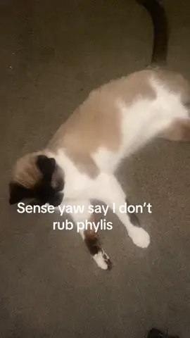#fypviral #catspftiktok #phylis last video of the night from me and phylis but he gets all the love im just warming up to him still this my actual first time rubbing a cat after the first cat attacked me i just stayed out they  mf wayyyyyy and yes It was my fault i was doing my makeup and stepped on its tail on accident it turned me every way but lose 😭😭