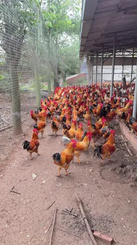 Cần giao lưu và hơp tác với các đại lý con giống hoặc sale con giống để nhân rộng mô hình chăn nuôi Gà Tứ Quý! Anh chị Em nào có chung chí hướng và đam vê thì inbox Em nhé #gàTứQuý #GàTưQuý #GàTa #gatuquy #vựagàlongthành 