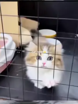 banyak kali tingkah nya🤣 #cat #core #trend #kucingimut #lucu 