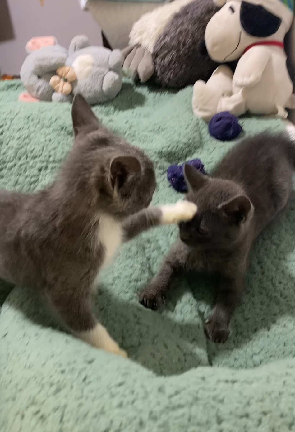 escenas inéditas del backstage #fypシ゚ #paratii #chile #xybca #viral #lgbt #cat #catsoftiktok #foryou #humor #amigasyrivales #katiuskamolotov 