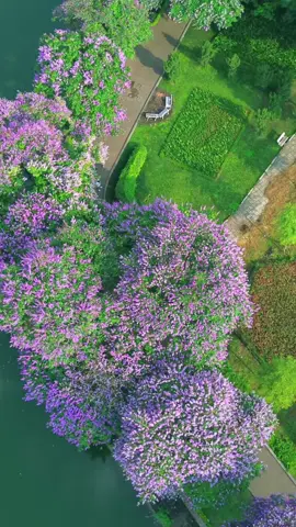 Tím bằng lăng tím cả một trời thương Em để lại mùa hè trong ánh mắt… #hoabanglang #nhachaymoingay #nhacbuontamtrang #viral #xuhuong 