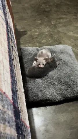 #kittycat 
