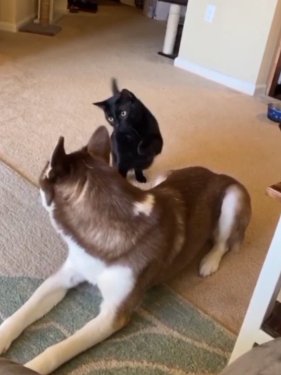 Cats vs Dogs 😅 #dog #cat #cute #catvideo #cutcat #funny #pet #funnyvideo #kitty #foryou  #keşfetbeniöneçıkar 
