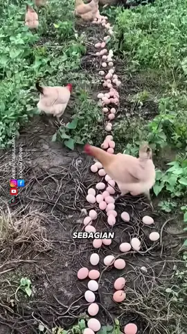 Berternak Ayam Petelur Di lahan yang Luas #pertanian #tipsberkebun #peternakan #fyi #trikpintar
