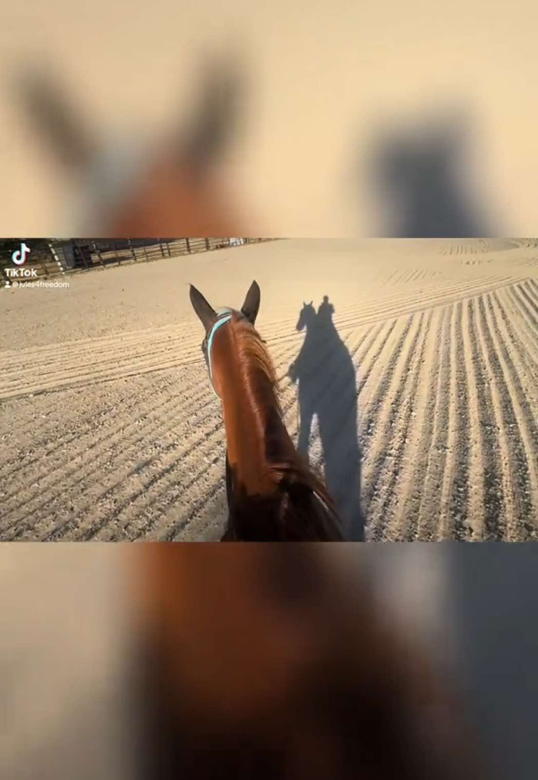 Blessed to have horses ♥️ #lifelongdream #horses #horsesoftiktok #equine 