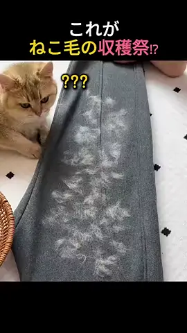 これが“ねこ毛”の収穫祭!？