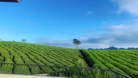 Đồi Chè ở Mộc Châu- Sơn La ❤️