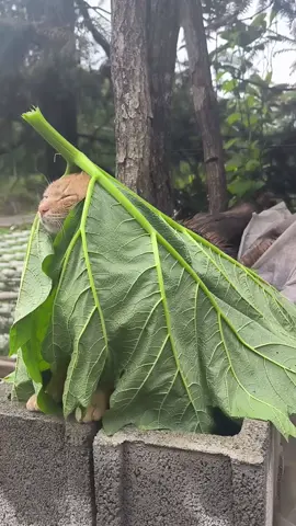Leaf Cat 🍃🍃🍃 #cat #cutecats #memes #Love #meow #leaf #adorable #naptime #funnyvideos #laughing #catmemesdaily 