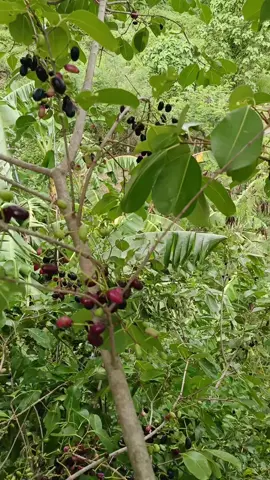 ok em trai trái cây nhà anh không thiếu #thinhhanh #tranding #vietnam 