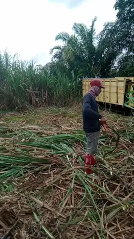kesurupan masalll di kebun tebuu#lucu_ngakak #viraltiktok #lawak #lawak #komedikocak #parodi #vt #fyppppppppppppppppppppppp 
